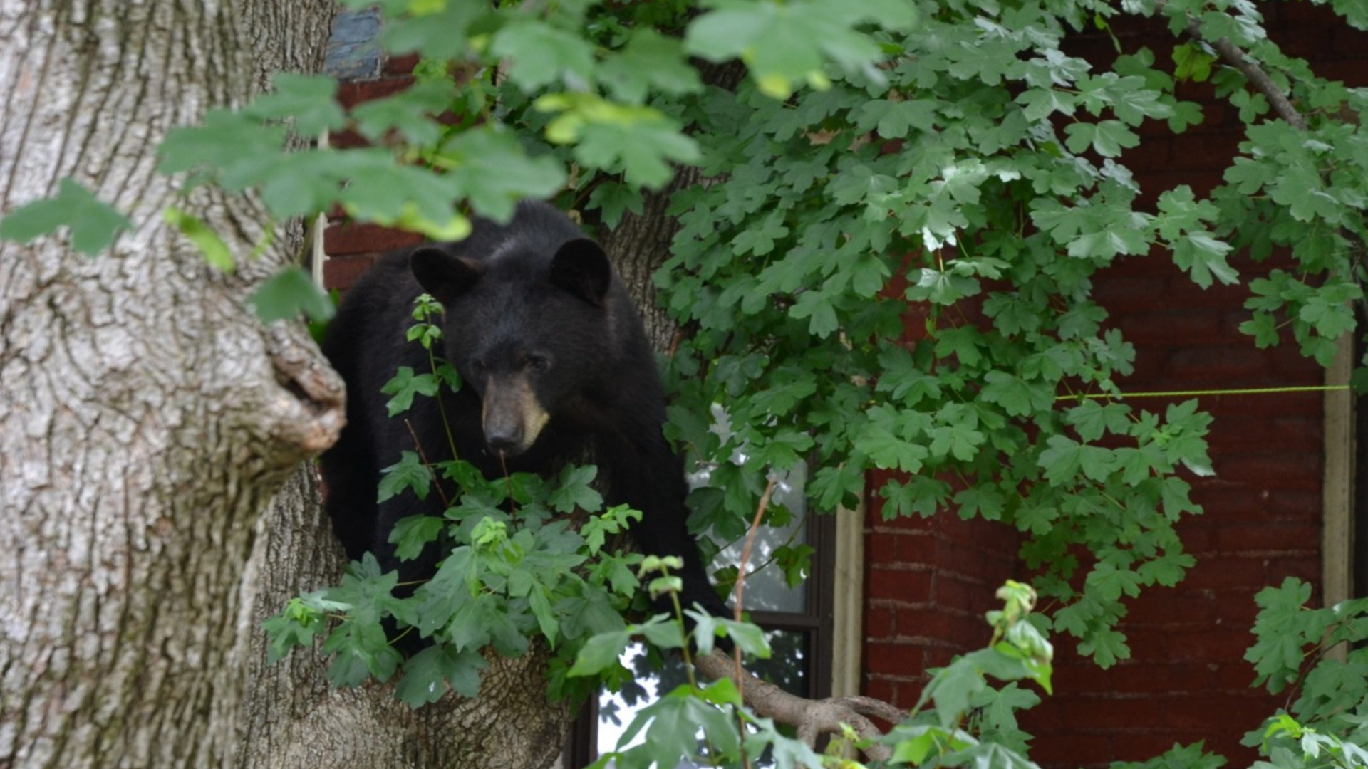 Myths and misconceptions about Pennsylvania’s black bears | Smart Talk