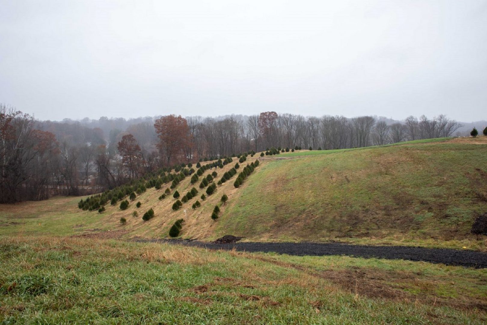 State of the Christmas tree industry in Pennsylvania