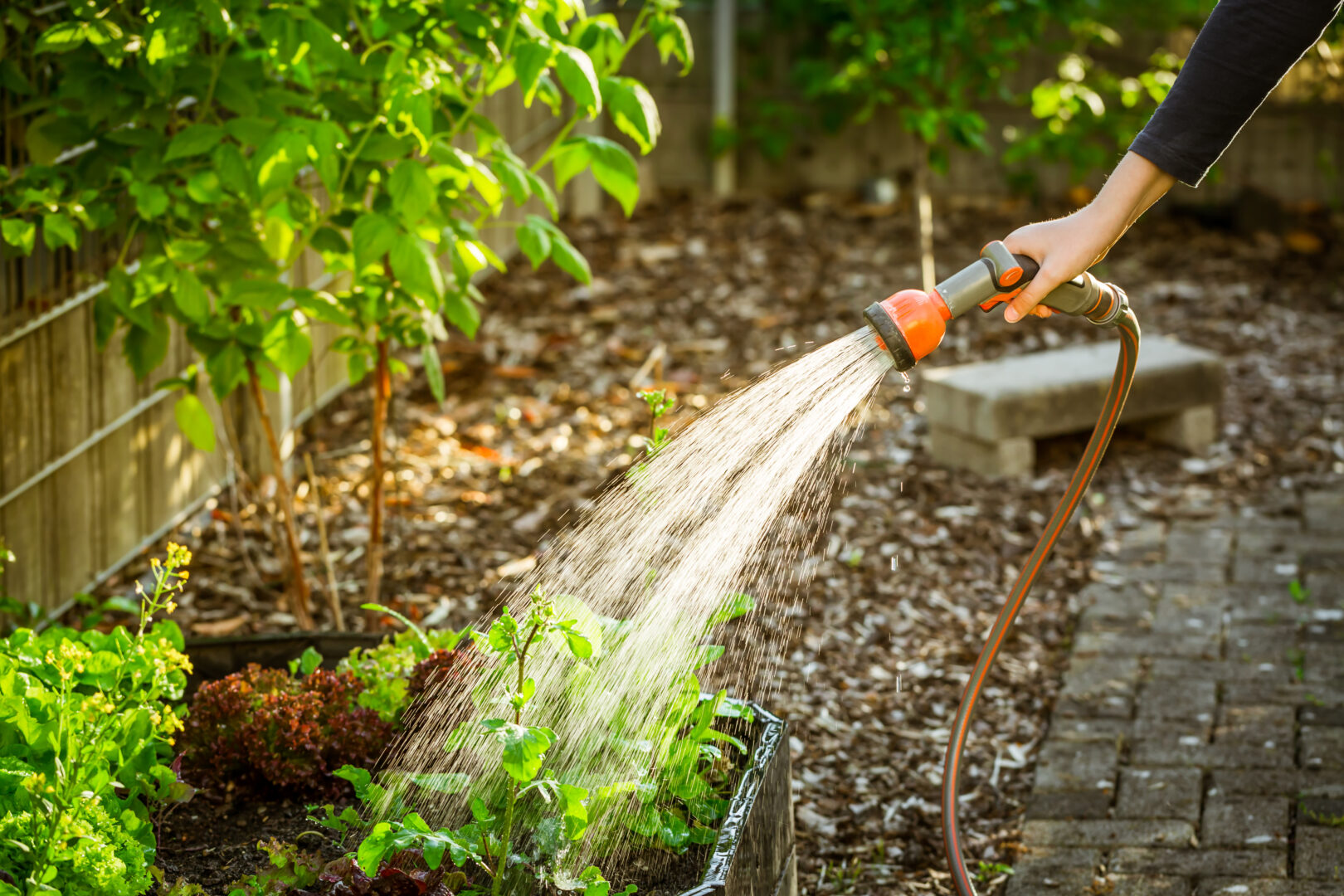 How To Take Care Of Plants Flowers And Lawn During Heat Wave Flipboard