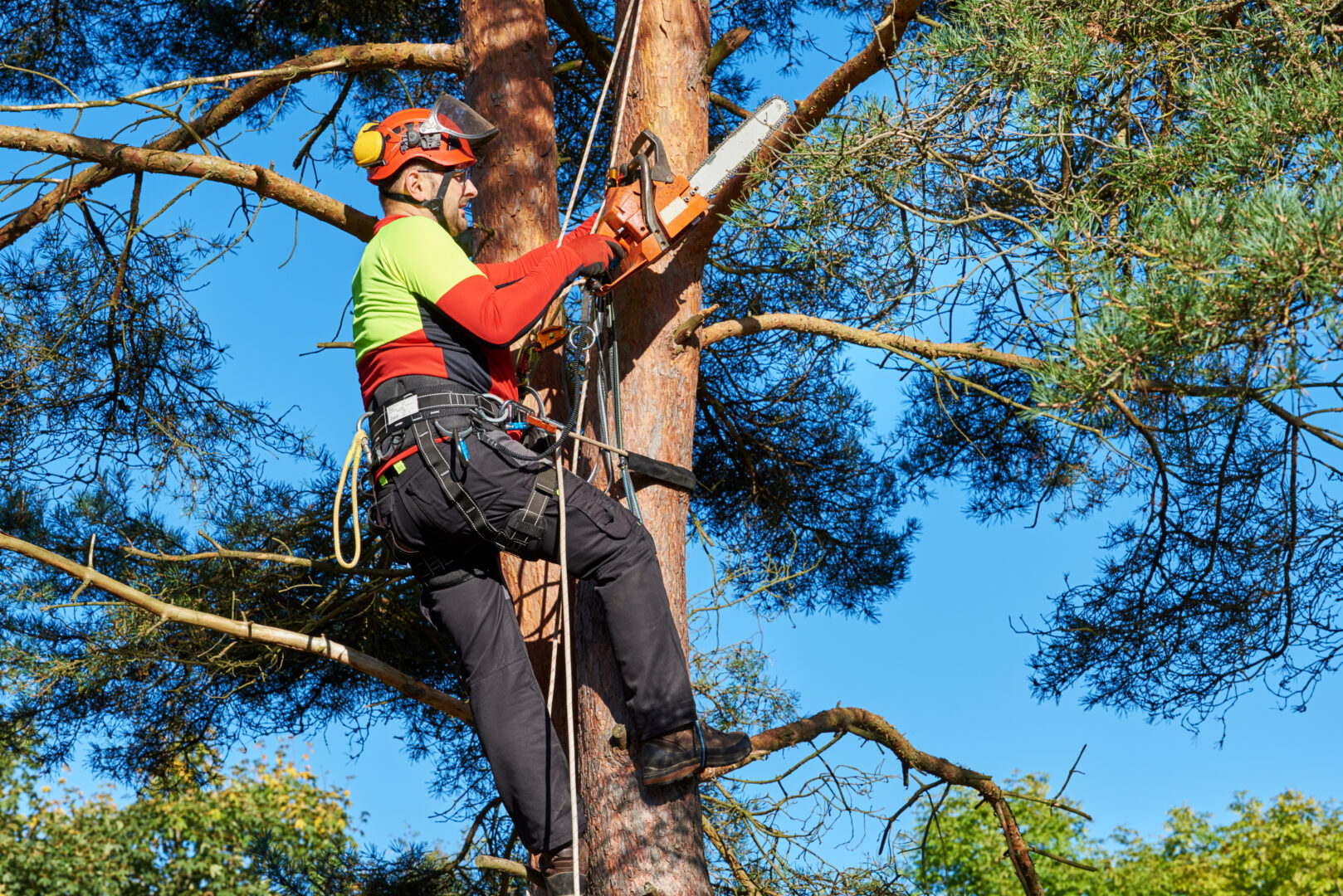 Want to learn to climb trees? Penn State course has you covered