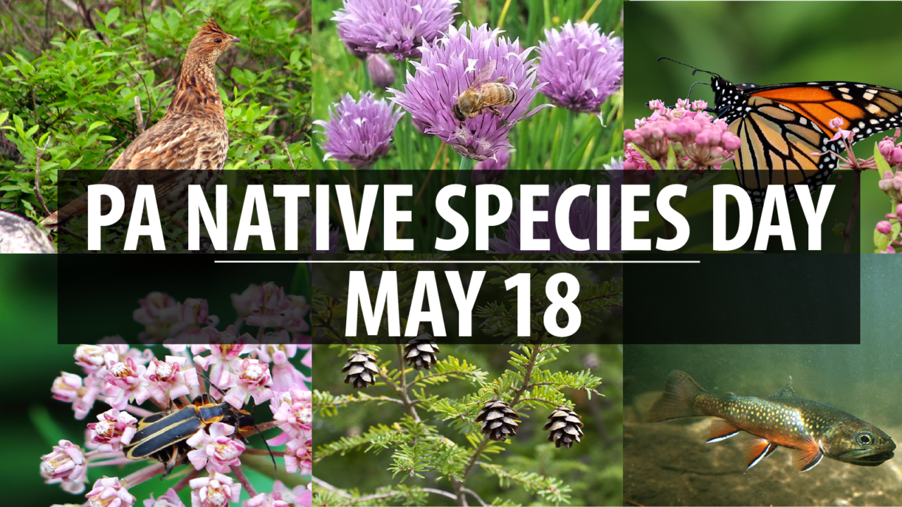 Native Species Day In Pennsylvania Promotes Importance Of Native Plants ...