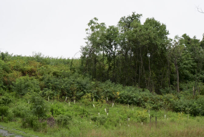 A prescribed burn area (forefront) was used to control invasive species at the Wizard Ranch Nature Preserve in York County on Aug. 8 2024. (Jeremy Long - WITF)