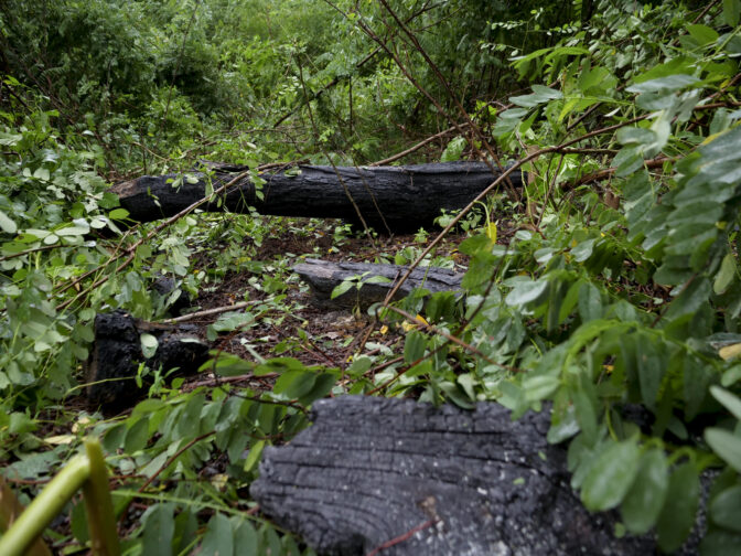 Charred logs are all that remain of the prescribed fire at the Wizard Ranch in York County on Aug. 8 2024. (Jeremy Long - WITF)